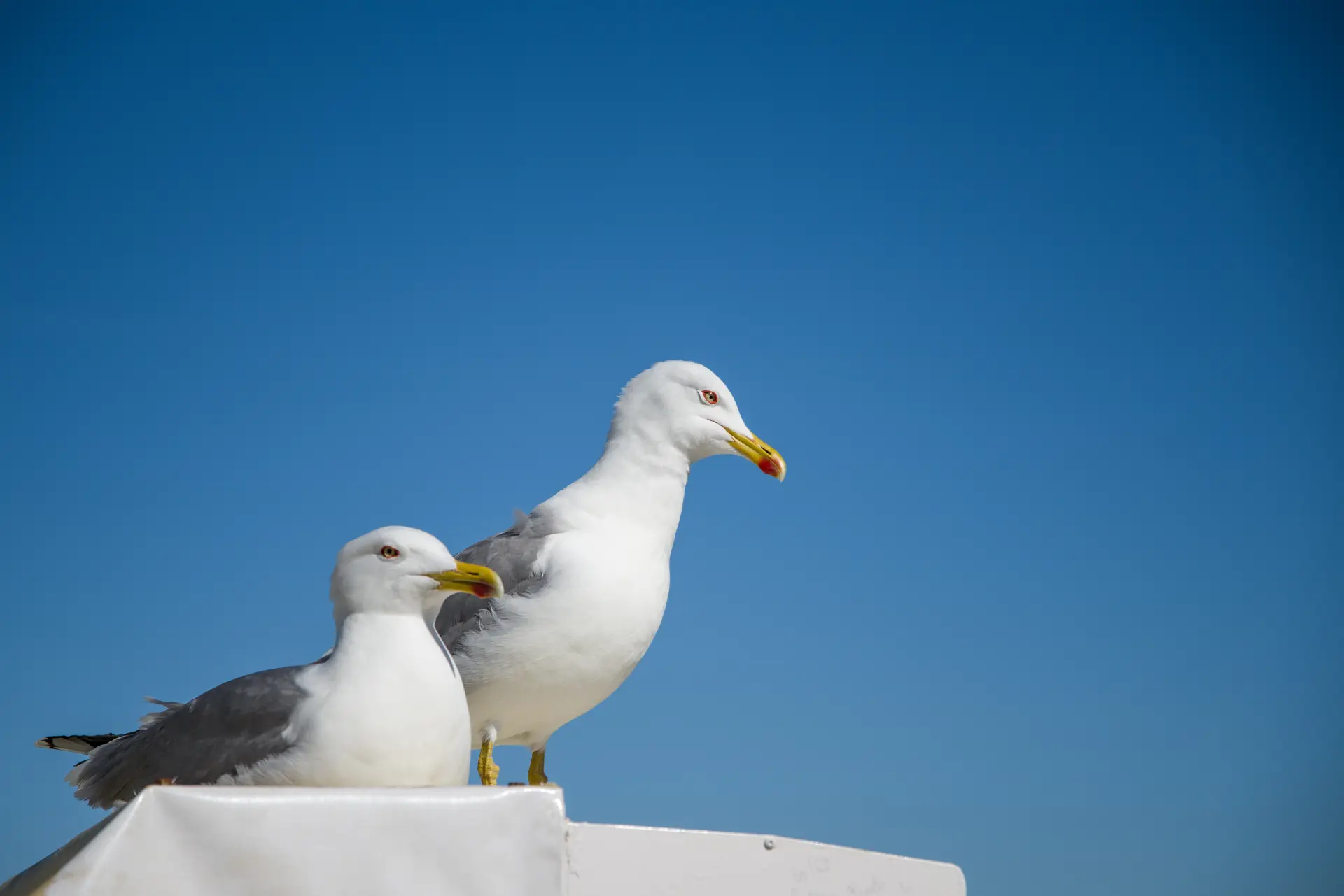 Seagull Pest Control Burton-on-Trent and Staffordshire