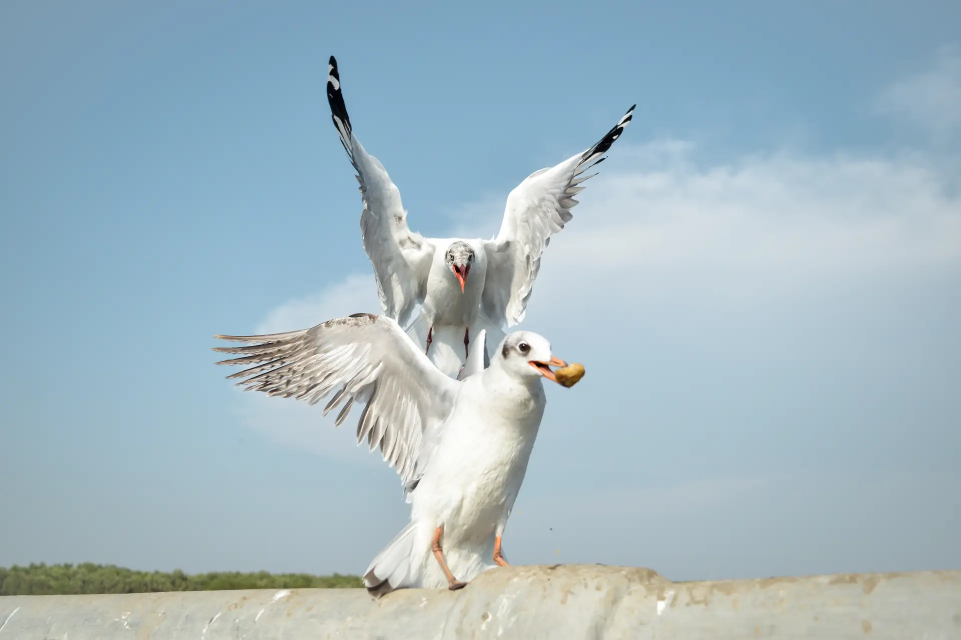 Emergency Seagull Control