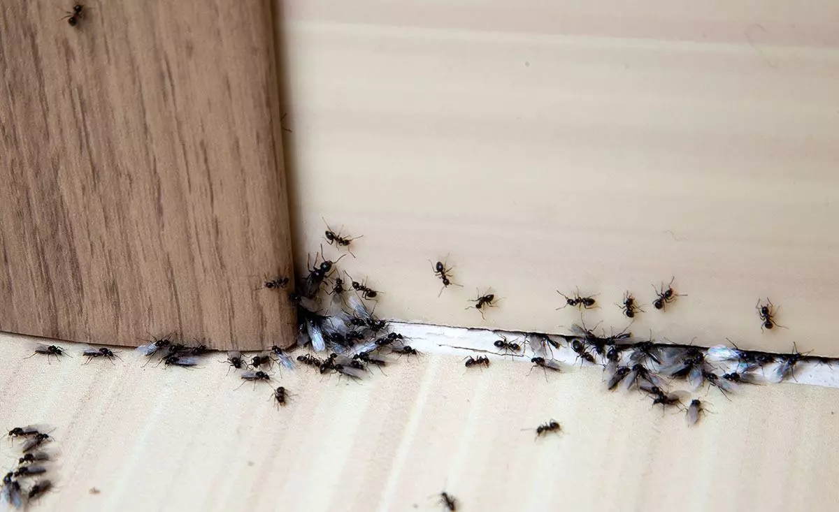 Ant Pest Control Staffordshire | Ant treatment Services