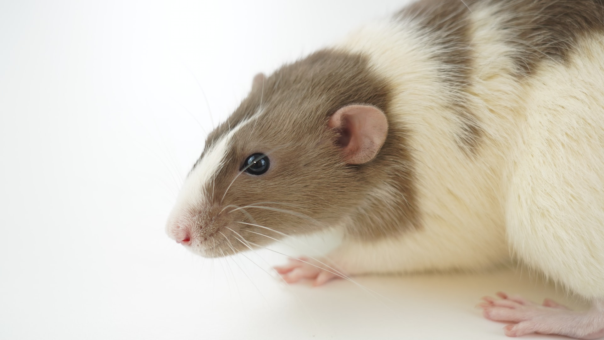 Why do rats need to be controlled
