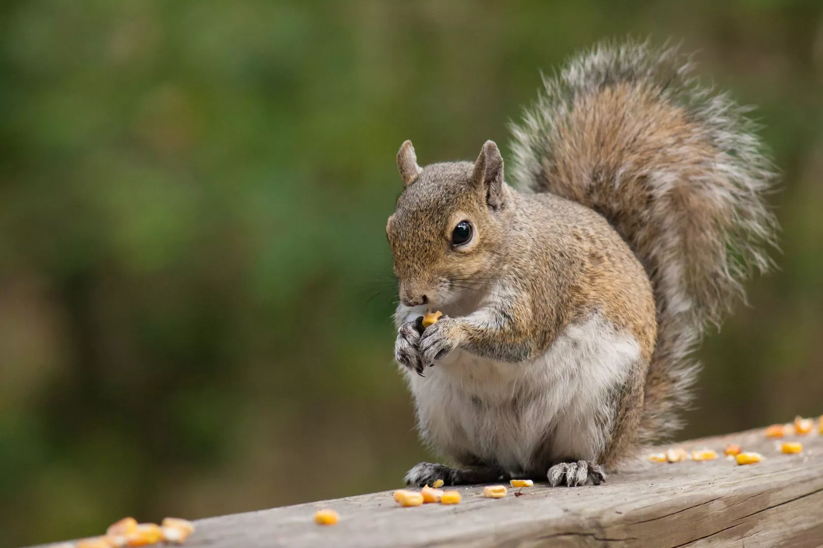 Emergency Squirrel Control