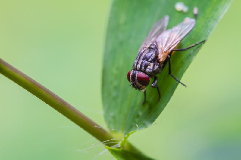 Are you looking for cluster fly removal? Burton upon Trent or Staffordshire