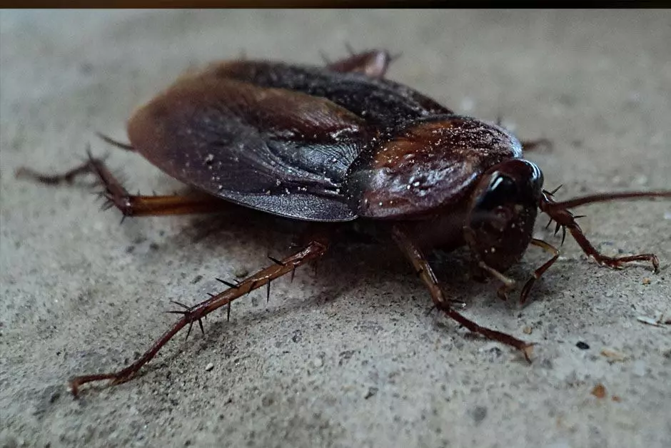 Cockroaches