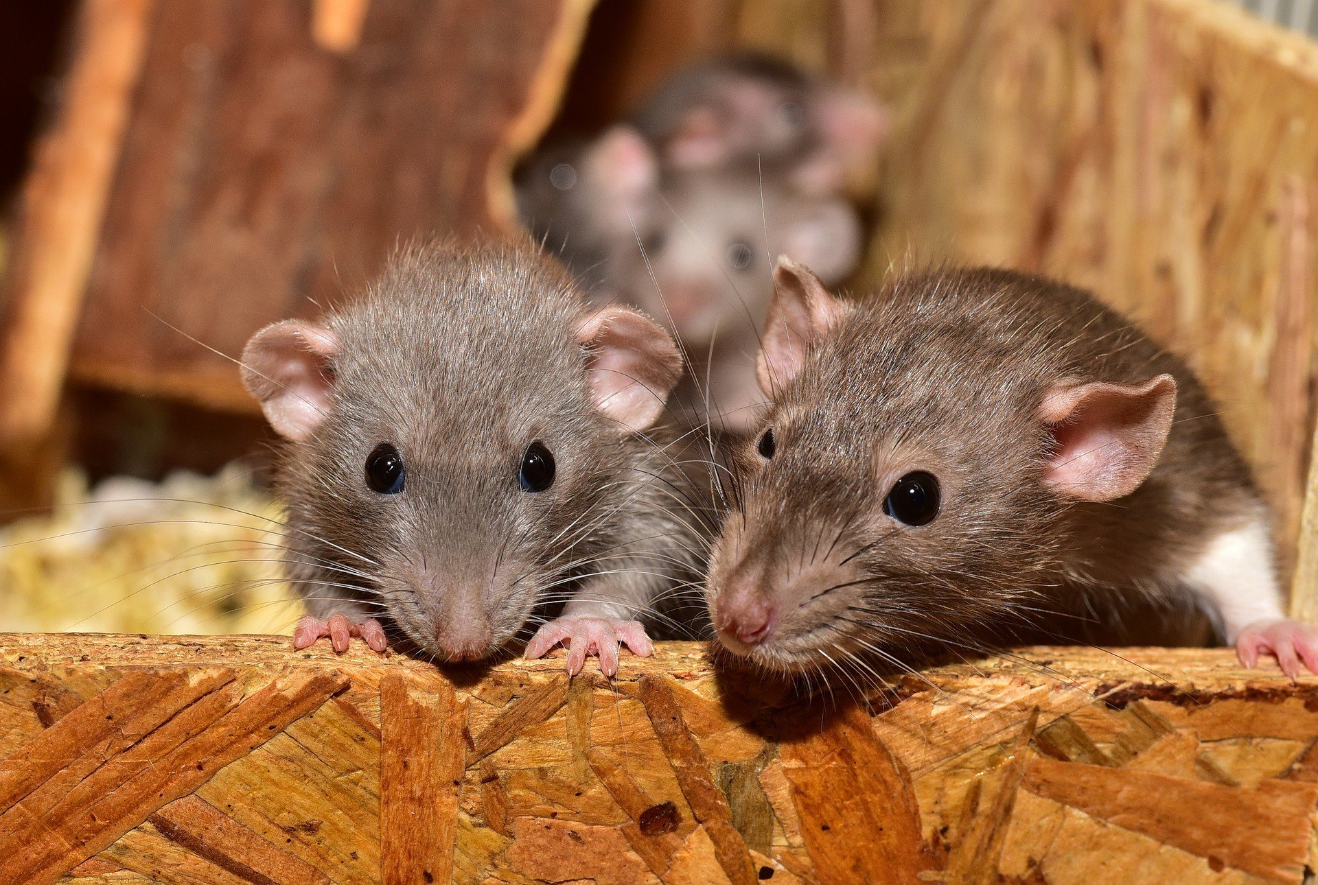 Keeping Rats Out