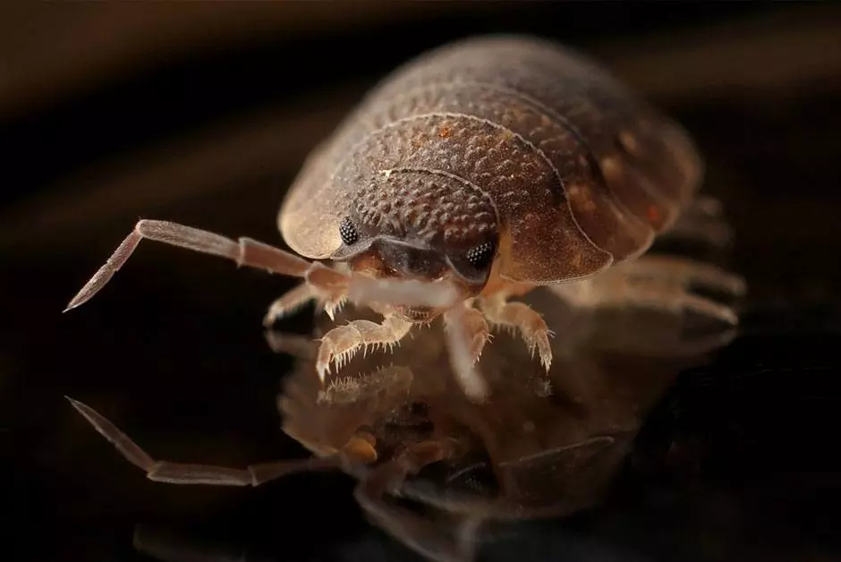 Fleas Pest Control