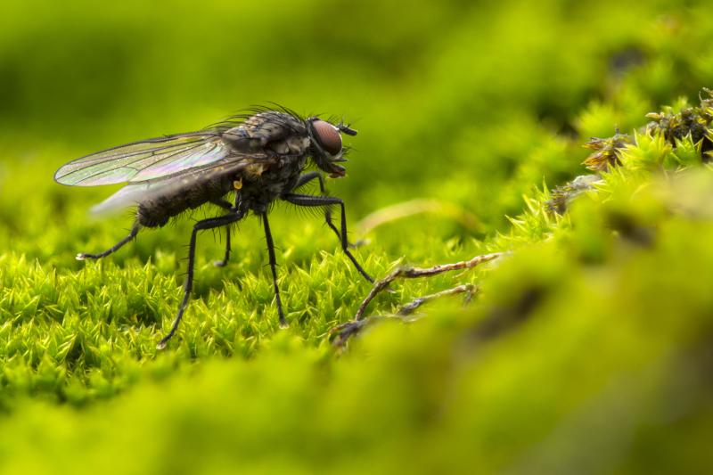 What Are The Risks of a Fly Infestation?