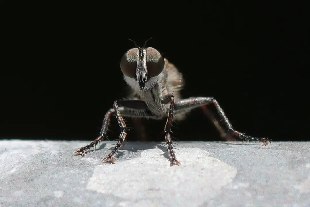 Why The Fly is a Pest