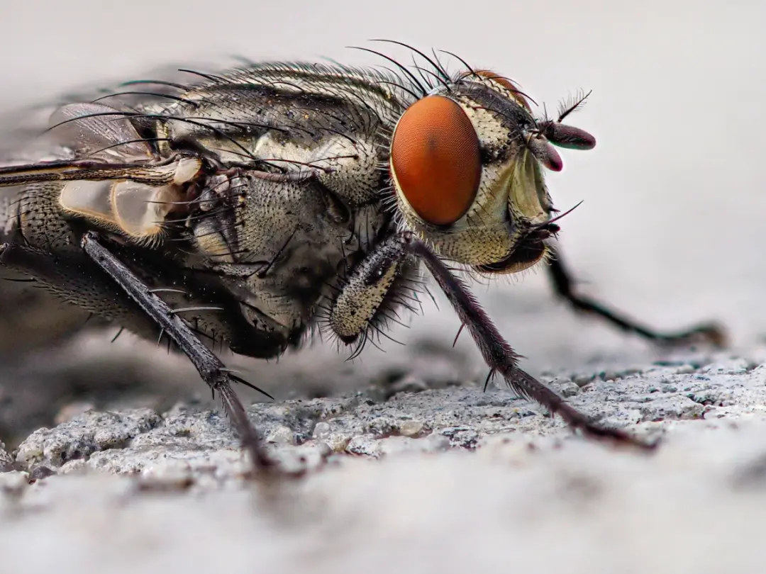 Preventing Cluster Flies