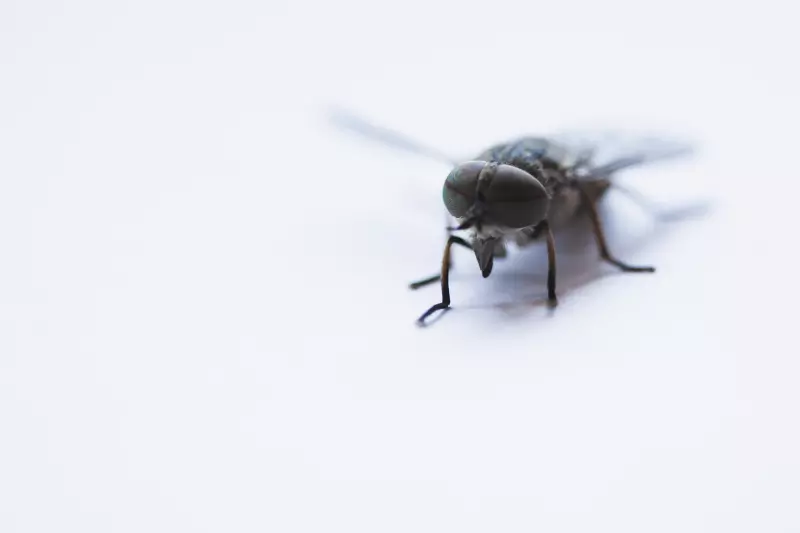How to identify cluster flies