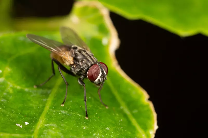 How Do You Prevent Cluster Flies?