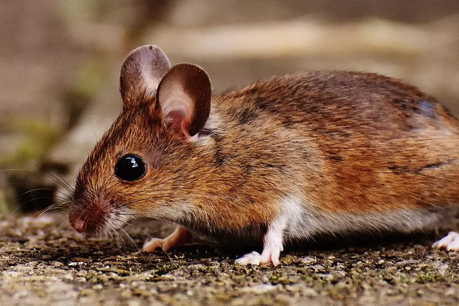 Mice Pest Control