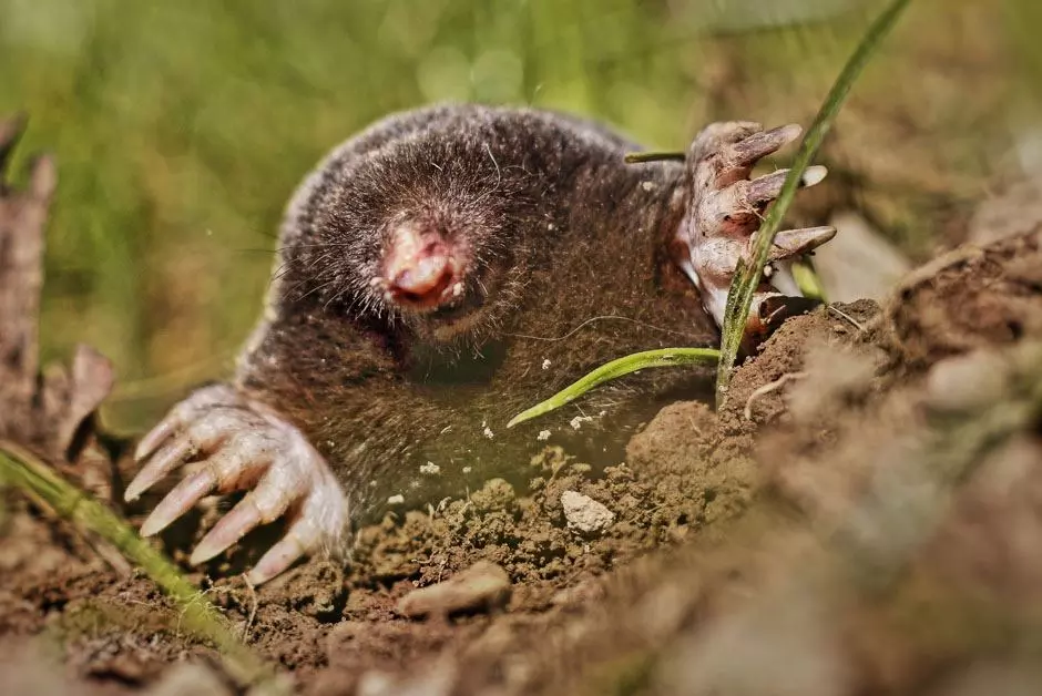 Garden Moles Pest Control
