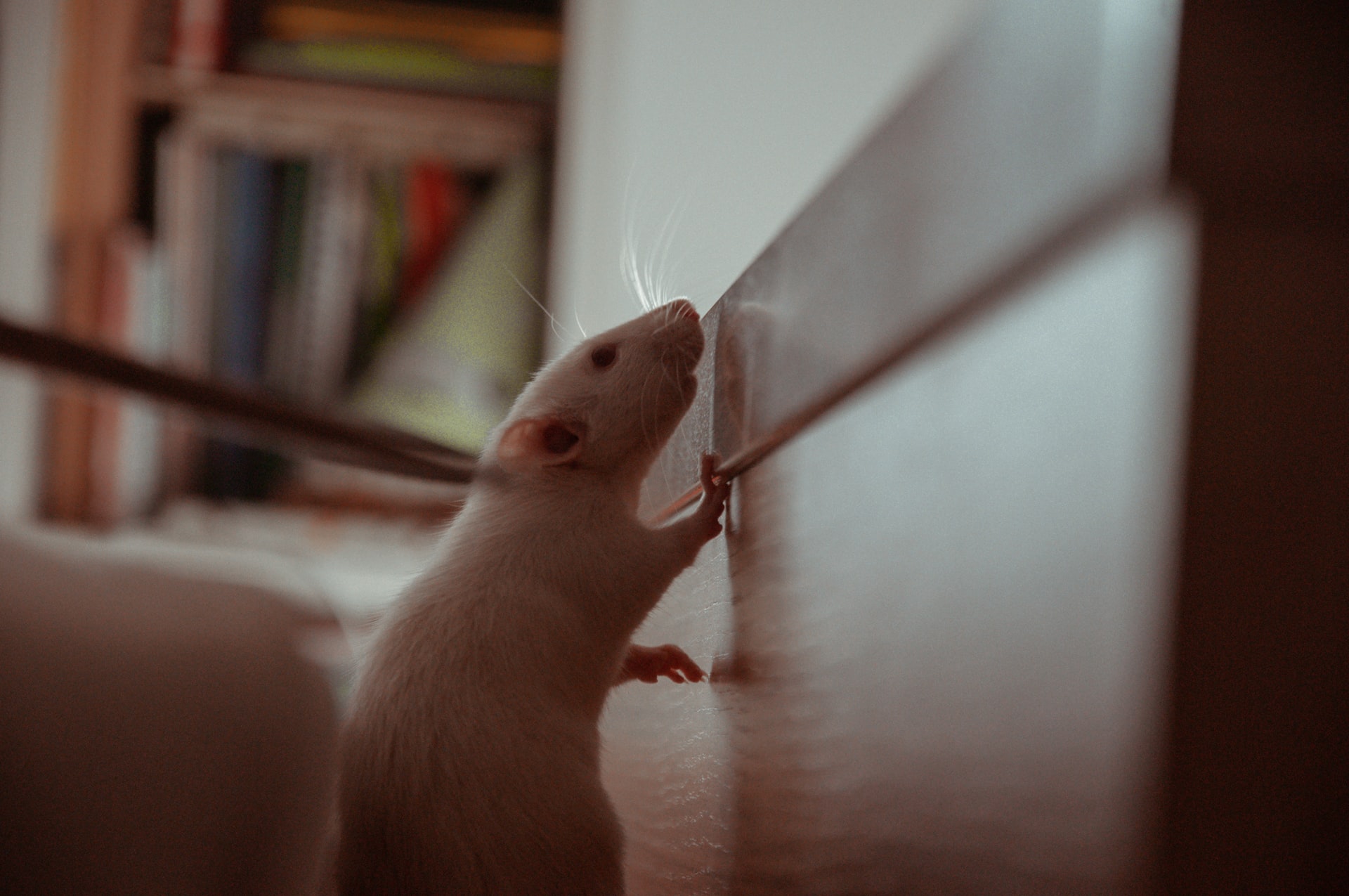The Signs of Rat Infestation