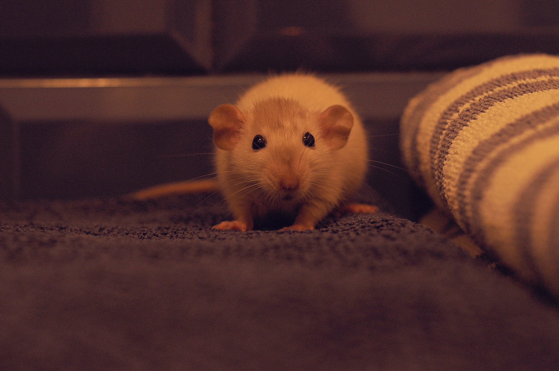 Rat Pest Control Burton upon Trent & Staffordshire