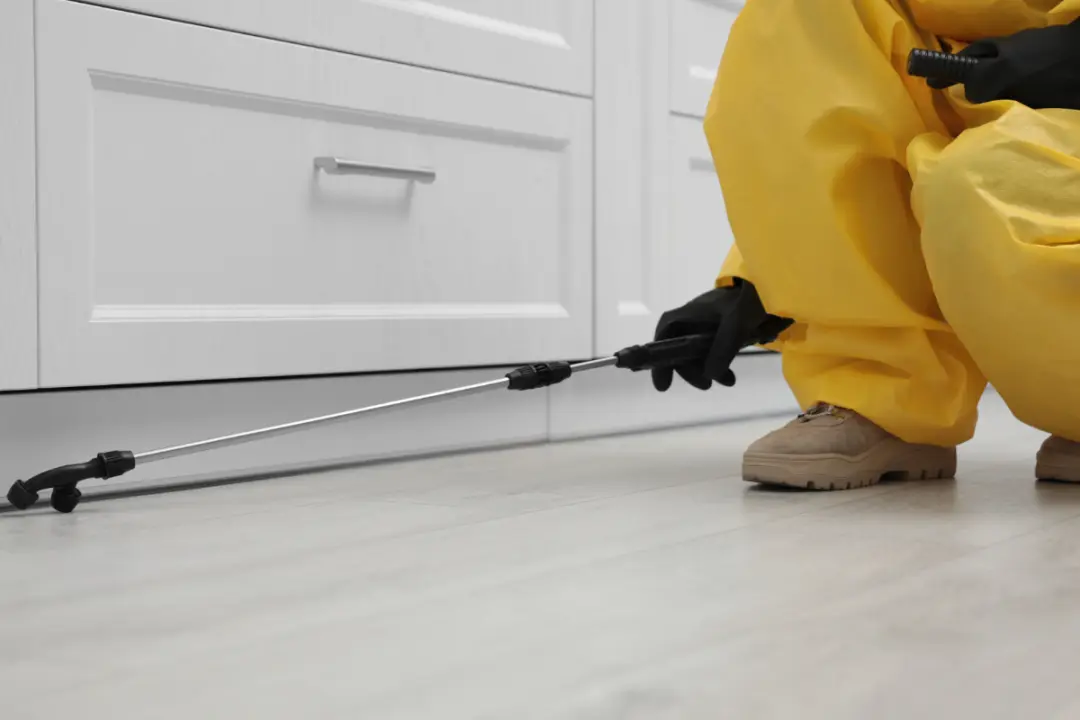 Getting Rid of a Cluster Fly Infestation