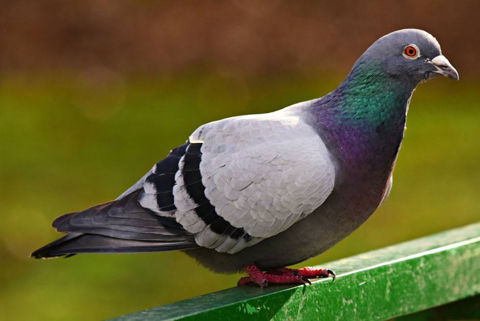 Pigeons Pest Control