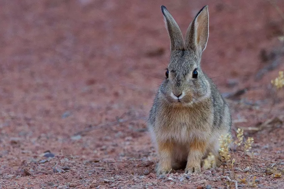 Rabbits Pest Control
