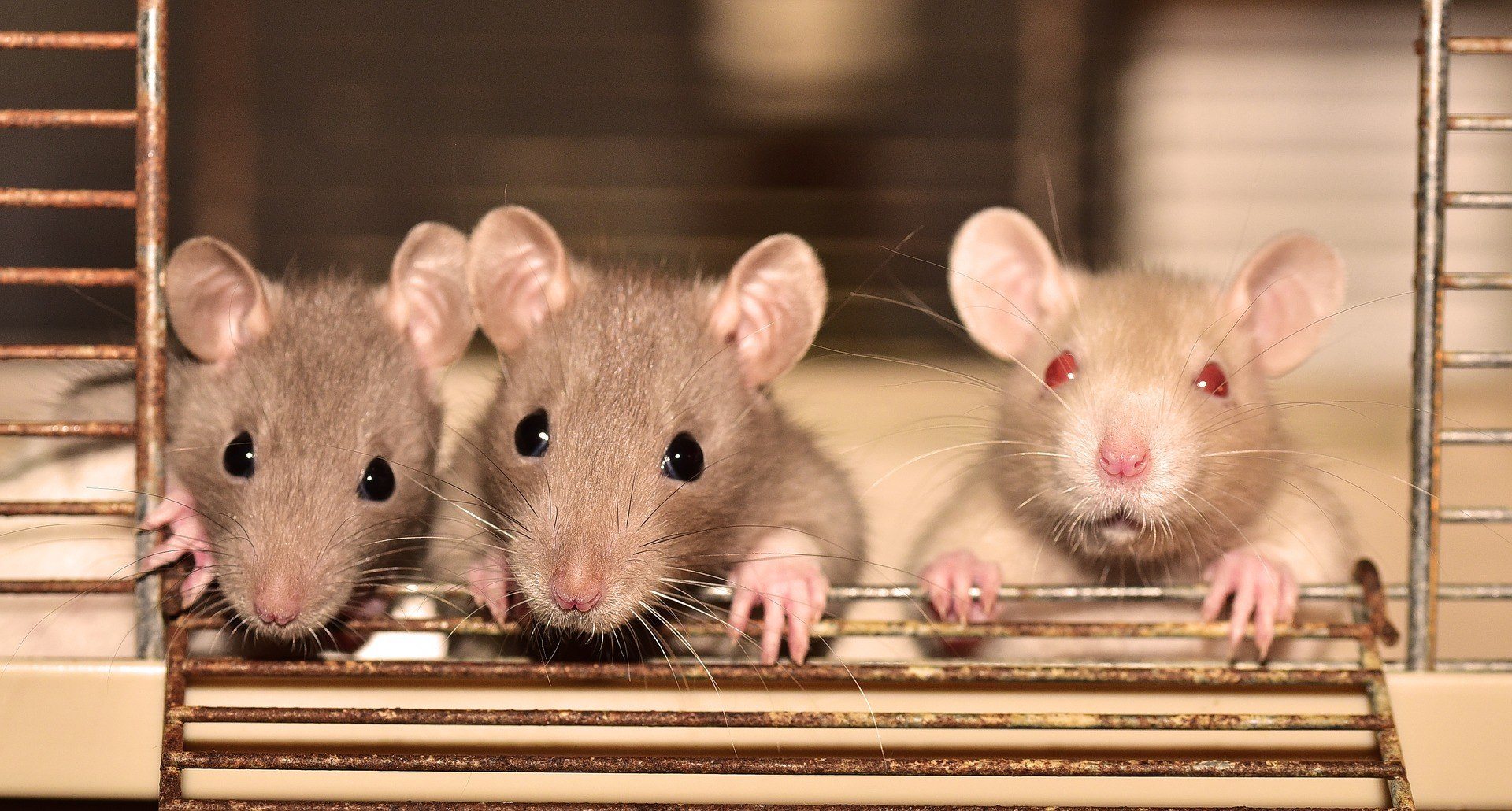 Why do Rats need to be Controlled Why do Rats need to be Controlled
