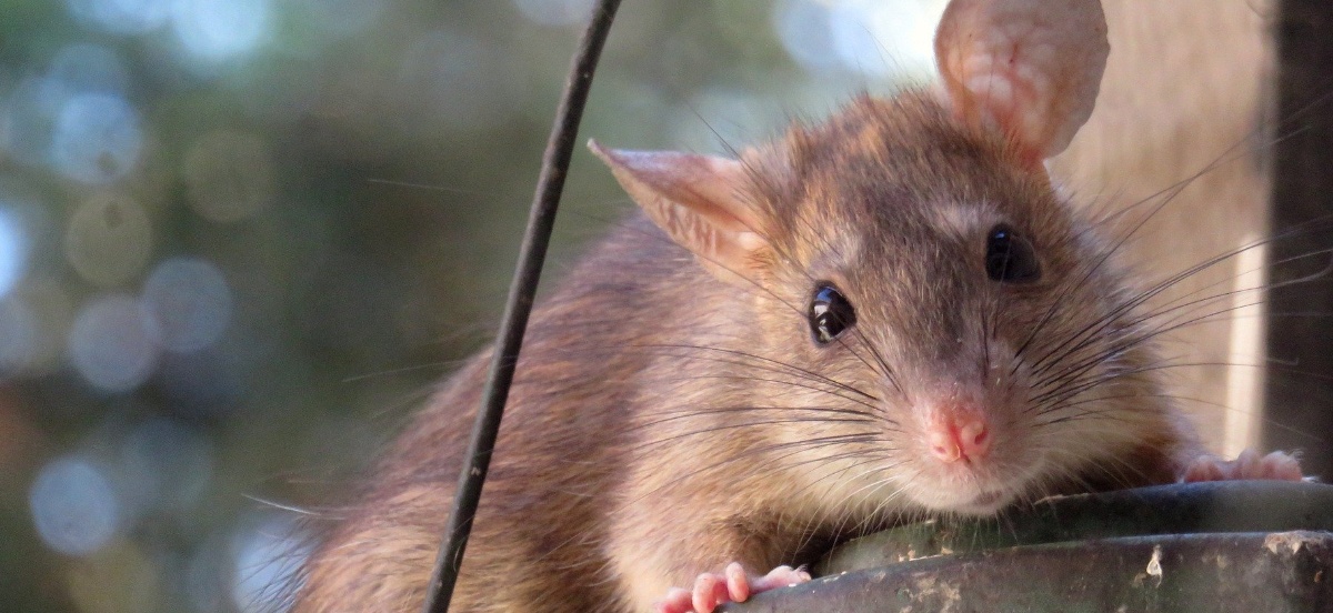 Health Hazards Are Caused By Rodents