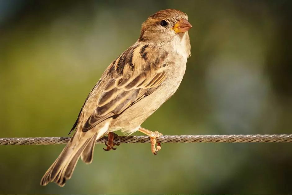 House Sparrows
