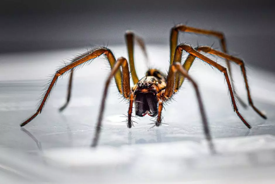 Spiders