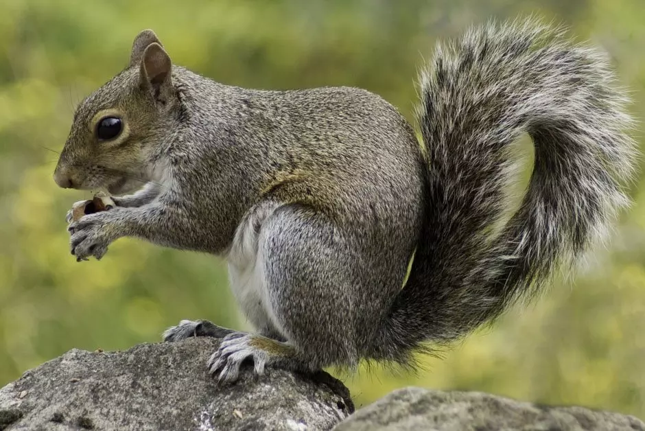 Squirrels Pest Control