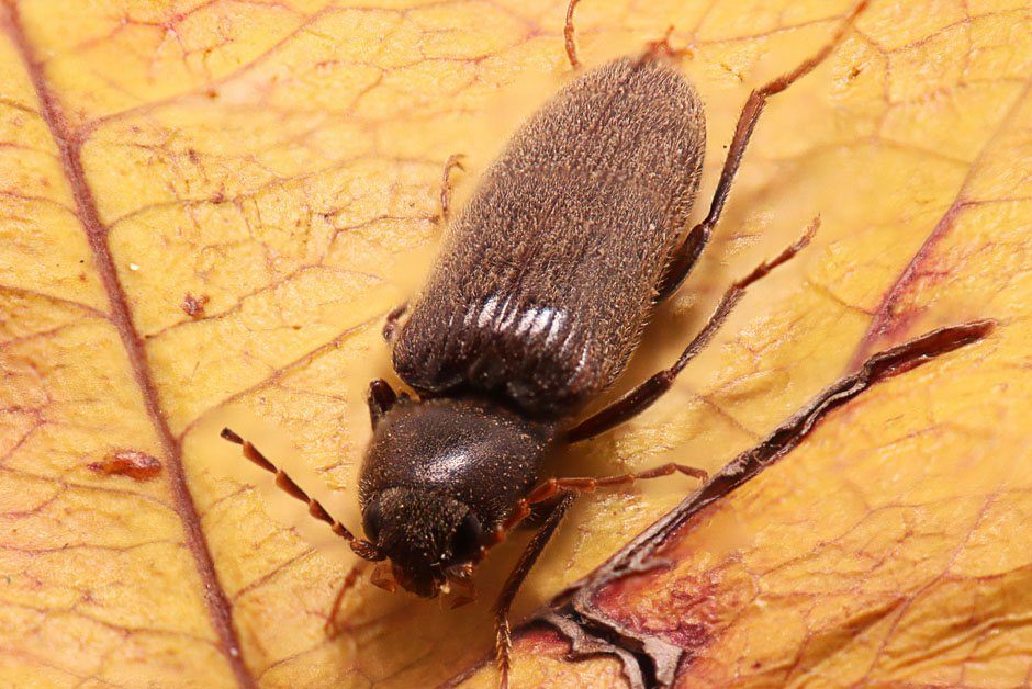 Woodworms Pest control